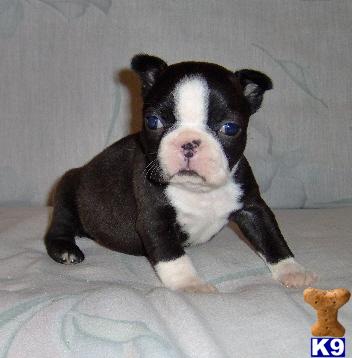 Boston Terrier Puppies for Sale